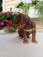 Purple, a female Catahoula Leopard Dog for sale in Germantown, IL – 2 of 10