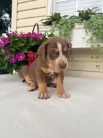 Orange, a male Catahoula Leopard Dog for sale in Germantown, IL – 4 of 7