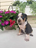 Grey, a male Catahoula Leopard Dog for sale in Germantown, IL – 5 of 10