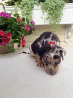 Rec, a male Catahoula Leopard Dog for sale in Germantown, IL – 4 of 10