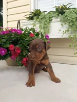 Green, a male Catahoula Leopard Dog for sale in Germantown, IL – 3 of 10