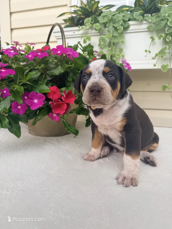 Grey – Catahoula Leopard Dog puppy for sale in Germantown, IL