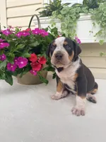 Grey, a male Catahoula Leopard Dog for sale in Germantown, IL – 1 of 10