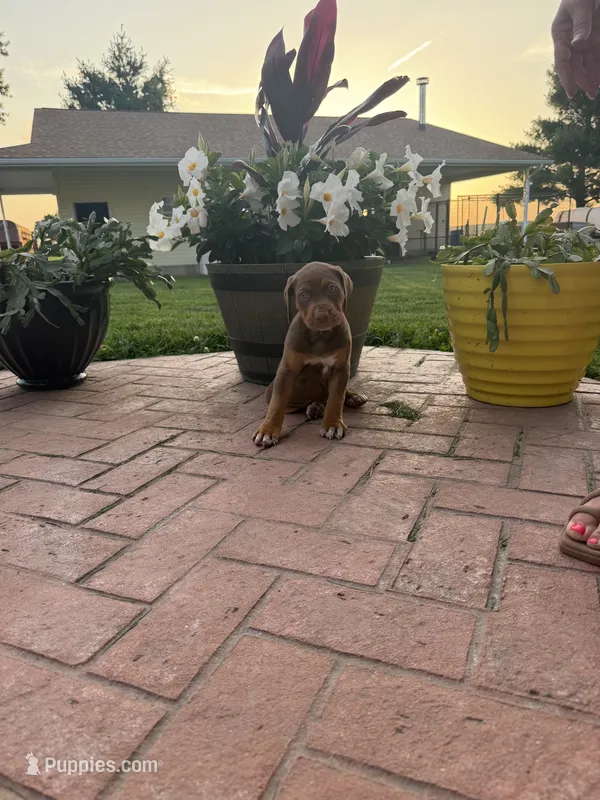 Purple – Catahoula Leopard Dog puppy for sale in Germantown, IL