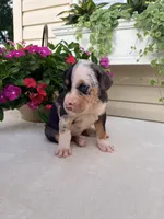 Hot Pink, a female Catahoula Leopard Dog for sale in Germantown, IL – 2 of 10