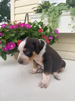 Grey, a male Catahoula Leopard Dog for sale in Germantown, IL – 4 of 10