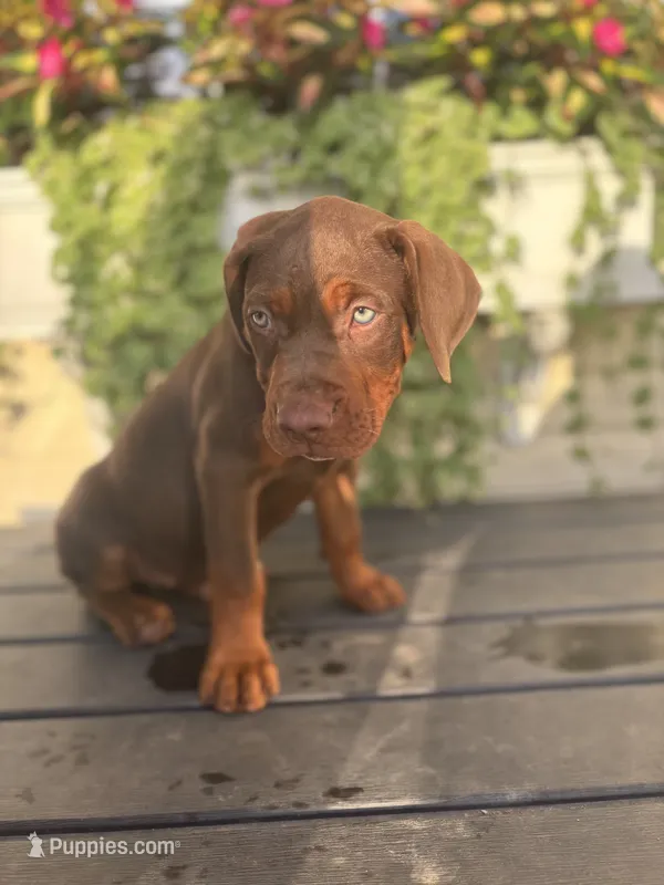 Green – Catahoula Leopard Dog puppy for sale in Germantown, IL
