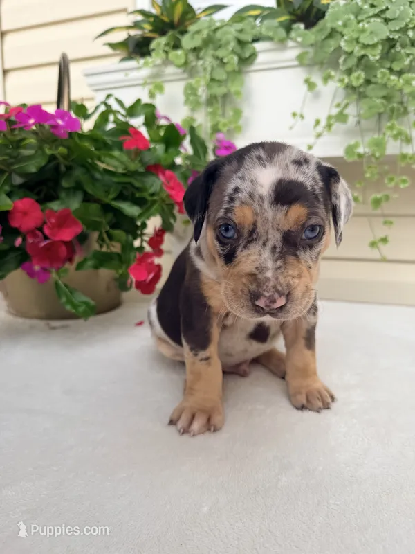Rec – Catahoula Leopard Dog puppy for sale in Germantown, IL