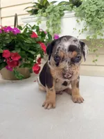 Rec, a male Catahoula Leopard Dog for sale in Germantown, IL – 1 of 10