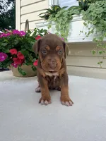 Purple, a female Catahoula Leopard Dog for sale in Germantown, IL – 5 of 10