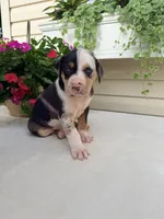 Hot Pink, a female Catahoula Leopard Dog for sale in Germantown, IL – 1 of 10