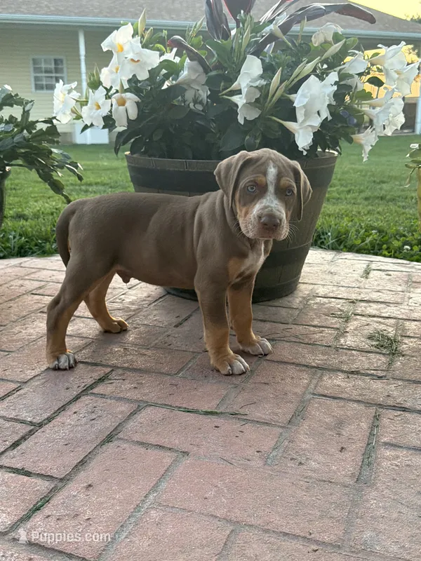 Orange – Catahoula Leopard Dog puppy for sale in Germantown, IL