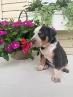 Grey, a male Catahoula Leopard Dog for sale in Germantown, IL – 3 of 10
