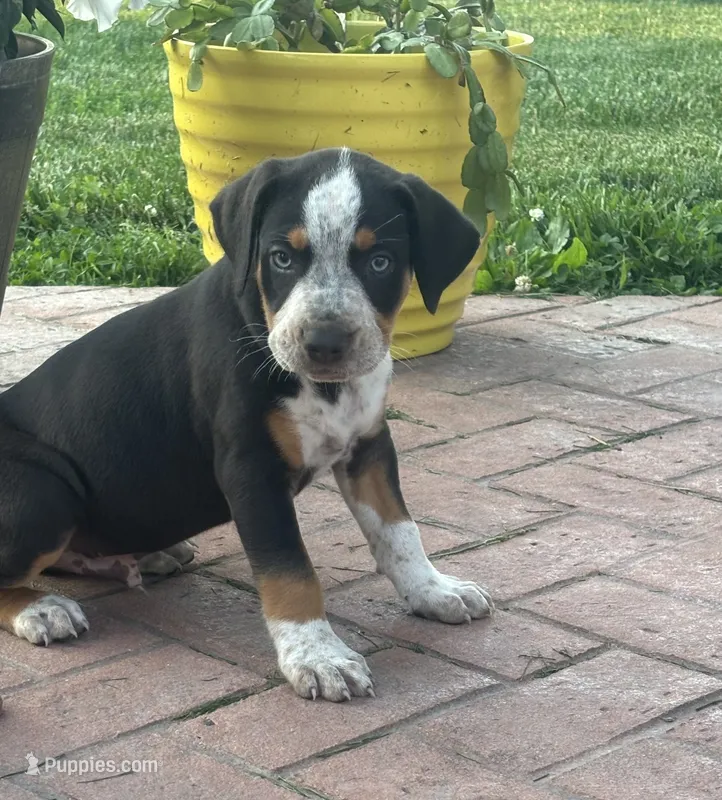 Grey – Catahoula Leopard Dog puppy for sale in Germantown, IL