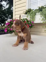 Orange, a male Catahoula Leopard Dog for sale in Germantown, IL – 7 of 7