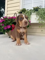 Orange, a male Catahoula Leopard Dog for sale in Germantown, IL – 1 of 7
