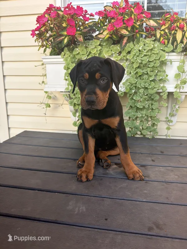 White – Catahoula Leopard Dog puppy for sale in Germantown, IL