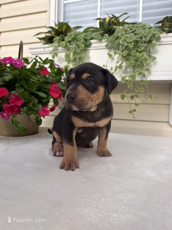 Yellow – Catahoula Leopard Dog puppy for sale in Germantown, IL