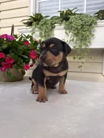Yellow, a female Catahoula Leopard Dog for sale in Germantown, IL – 1 of 10