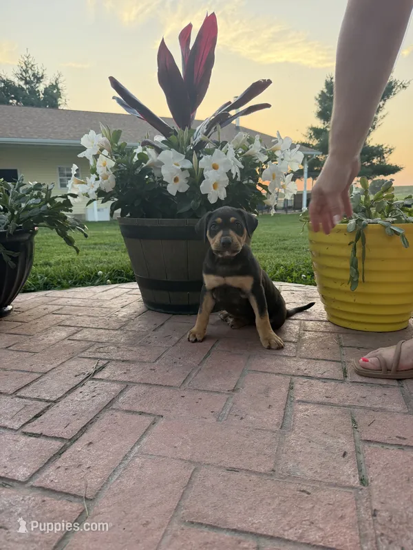 White – Catahoula Leopard Dog puppy for sale in Germantown, IL