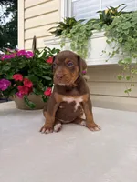 Purple, a female Catahoula Leopard Dog for sale in Germantown, IL – 7 of 10