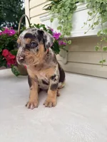 Rec, a male Catahoula Leopard Dog for sale in Germantown, IL – 8 of 10