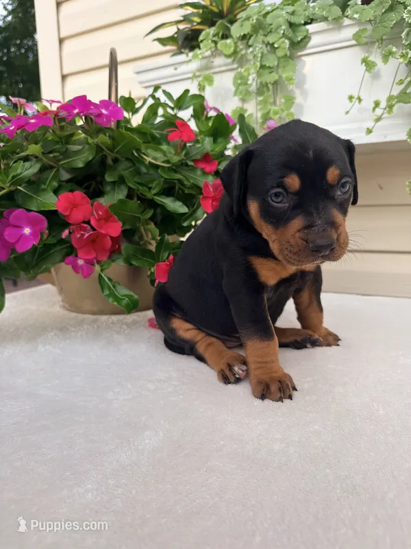White – Catahoula Leopard Dog puppy for sale in Germantown, IL