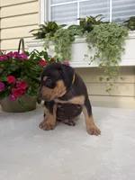 Yellow, a female Catahoula Leopard Dog for sale in Germantown, IL – 10 of 10
