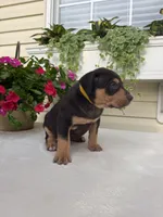 Yellow, a female Catahoula Leopard Dog for sale in Germantown, IL – 8 of 10