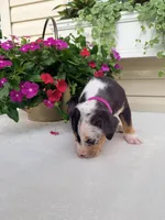 Hot Pink, a female Catahoula Leopard Dog for sale in Germantown, IL – 9 of 10
