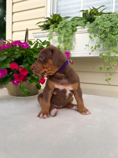 Purple, a female Catahoula Leopard Dog for sale in Germantown, IL – 10 of 10