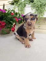 Rec, a male Catahoula Leopard Dog for sale in Germantown, IL – 7 of 10