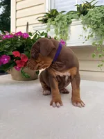 Purple, a female Catahoula Leopard Dog for sale in Germantown, IL – 6 of 10