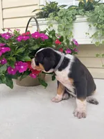 Grey, a male Catahoula Leopard Dog for sale in Germantown, IL – 9 of 10