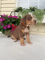 Orange, a male Catahoula Leopard Dog for sale in Germantown, IL – 6 of 7