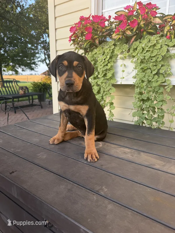Yellow – Catahoula Leopard Dog puppy for sale in Germantown, IL