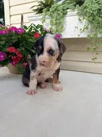 Hot Pink, a female Catahoula Leopard Dog for sale in Germantown, IL – 6 of 10