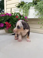 Hot Pink, a female Catahoula Leopard Dog for sale in Germantown, IL – 8 of 10