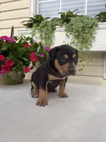 Yellow, a female Catahoula Leopard Dog for sale in Germantown, IL – 7 of 10