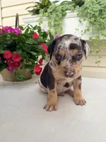 Rec, a male Catahoula Leopard Dog for sale in Germantown, IL – 5 of 10