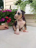 Hot Pink, a female Catahoula Leopard Dog for sale in Germantown, IL – 7 of 10