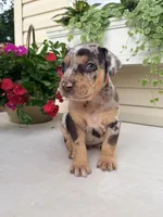 Rec, a male Catahoula Leopard Dog for sale in Germantown, IL – 3 of 10