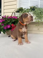 Orange, a male Catahoula Leopard Dog for sale in Germantown, IL – 3 of 7