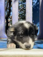 Snow, a female Border Collie for sale in Chula Vista, CA – 4 of 9