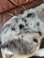 Sparky , a female Border Collie for sale in Chula Vista, CA – 10 of 10