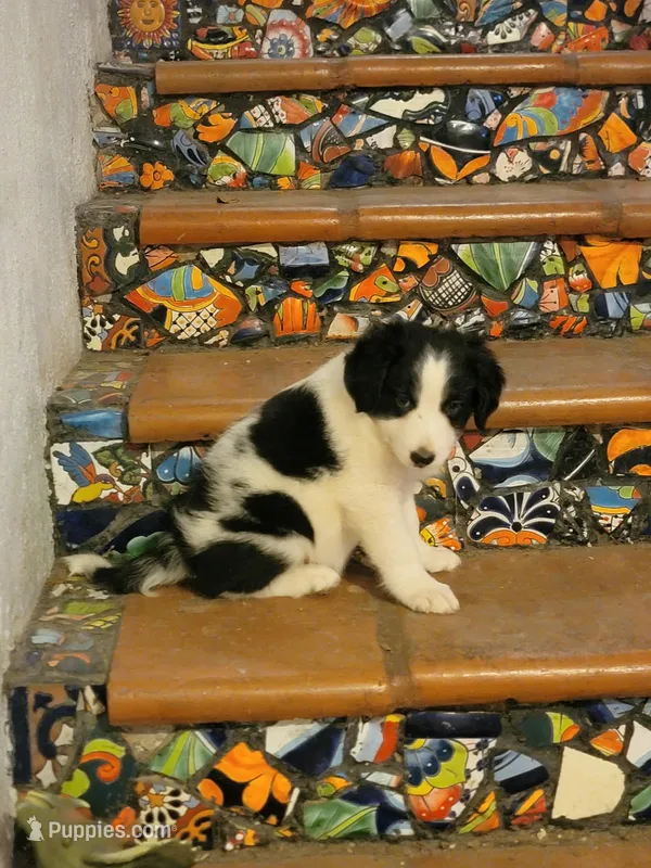 Waylon – Border Collie puppy for sale in Chula Vista, CA