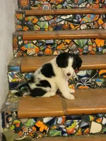 Waylon, a male Border Collie for sale in Chula Vista, CA – 1 of 10