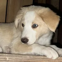 Ken  - Golden Aussie Collie, a male Border Collie for sale in Chula Vista, CA – 7 of 9