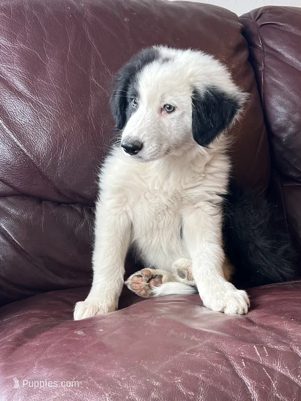 Cookie, a male Border Collie for sale in Chula Vista, CA – 1 of 10