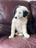 Cookie, a male Border Collie for sale in Chula Vista, CA – 1 of 10